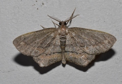 Hypagyrtis brendae