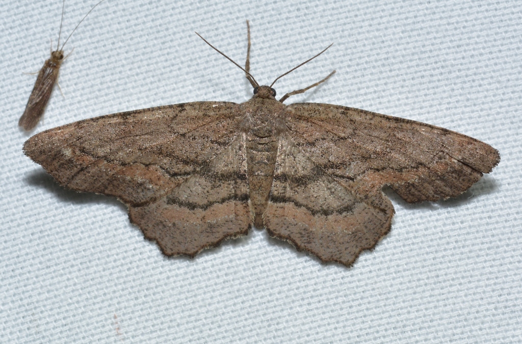 Brenda's Hypagyrtis Moth