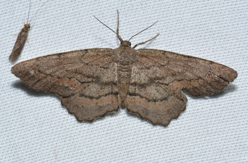 Brenda's Hypagyrtis Moth