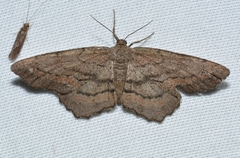 Hypagyrtis brendae