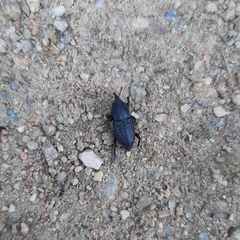 Sphenophorus cicatristriatus