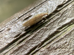 Micromus subanticus