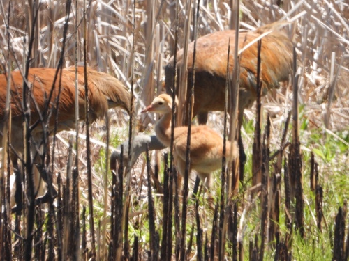 Sandhill Crane photographed in Minnesota
