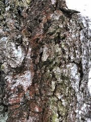 Trentepohlia umbrina