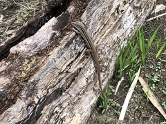 Aspidoscelis costatus