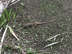 Aspidoscelis costatus