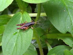 Eujivarus meridionalis