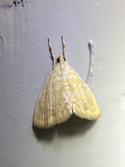 Glaphyria glaphyralis