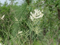 Polygonella americana