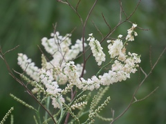 Polygonella americana