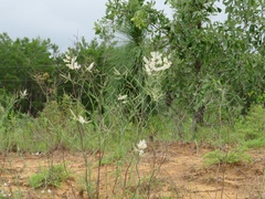 Polygonella americana