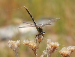 Phanogomphus militaris