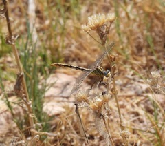 Phanogomphus militaris