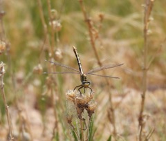 Phanogomphus militaris