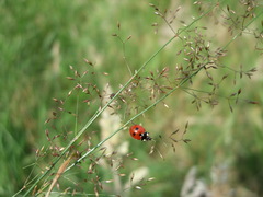 Coccinella quinquepunctata