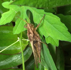 Xyleus discoideus angulatus