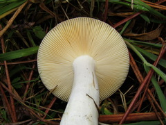 Russula caerulea