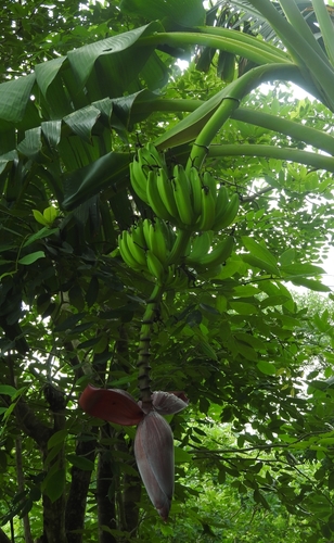 Plátano