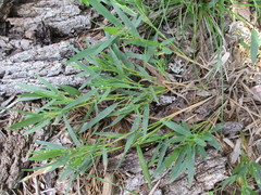 Dichanthelium scribnerianum