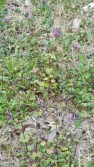 Lamium amplexicaule