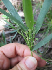 Dichanthelium scribnerianum