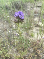 Phacelia franklinii