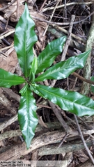 Eupomatia bennettii