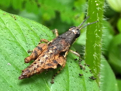 Eujivarus meridionalis