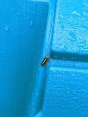 Saperda puncticollis