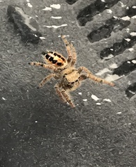 Phidippus adumbratus