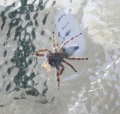 Phidippus adumbratus