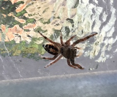 Phidippus adumbratus