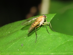 Rhagio hirtus
