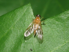 Rhagio hirtus