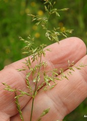 Agrostis curtisii