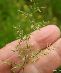 Agrostis curtisii