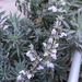 photo of White Sage (Salvia apiana)