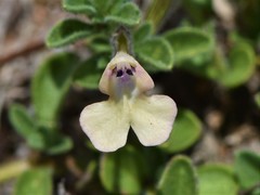 Salvia axillaris