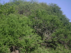 Vachellia caven