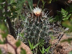 Coryphantha clavata stipitata
