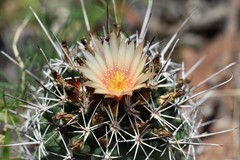 Coryphantha clavata stipitata