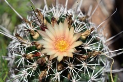 Coryphantha clavata stipitata