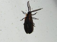 Leptoceletes basalis