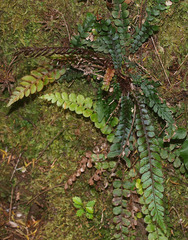 Blechnum membranaceum