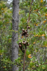 Cupressus pygmaea