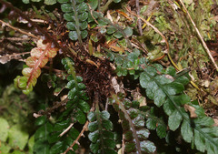 Blechnum membranaceum