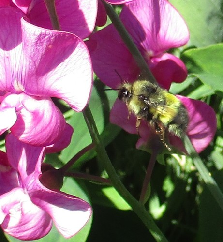Yellow-fronted Bumble Bee (Bombus flavifrons), a species recorded in Oregon