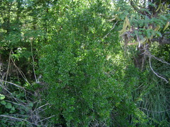 Escallonia cordobensis
