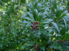 Escallonia cordobensis