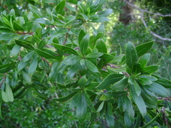 Escallonia cordobensis